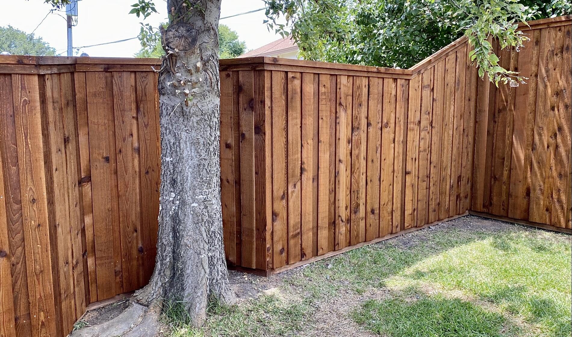 A wooden fence made from cedar, an excellent choice for privacy—surrounds a grassy yard. A section curves around a large tree trunk as sunlight casts shadows and branches extend gracefully over the fence.