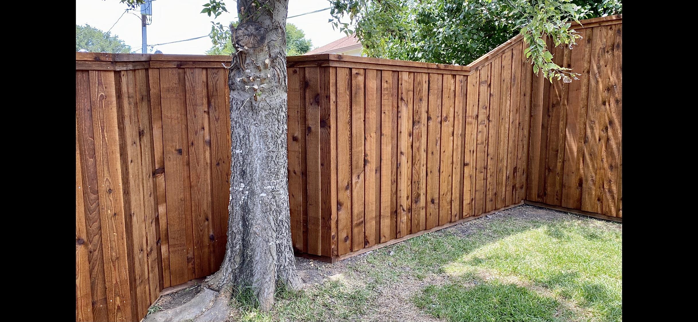 A wooden fence made from cedar, an excellent choice for privacy—surrounds a grassy yard. A section curves around a large tree trunk as sunlight casts shadows and branches extend gracefully over the fence.